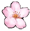 Sakura Image