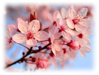 Sakura image